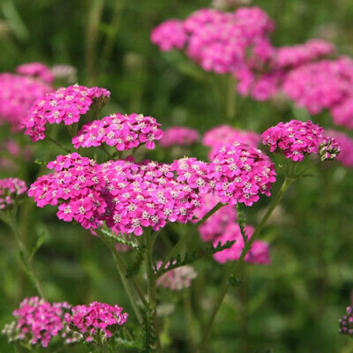 Heirloom Pink Yarrow Flower Seeds for Planting – Non-GMO, Vibrant Color Blooms