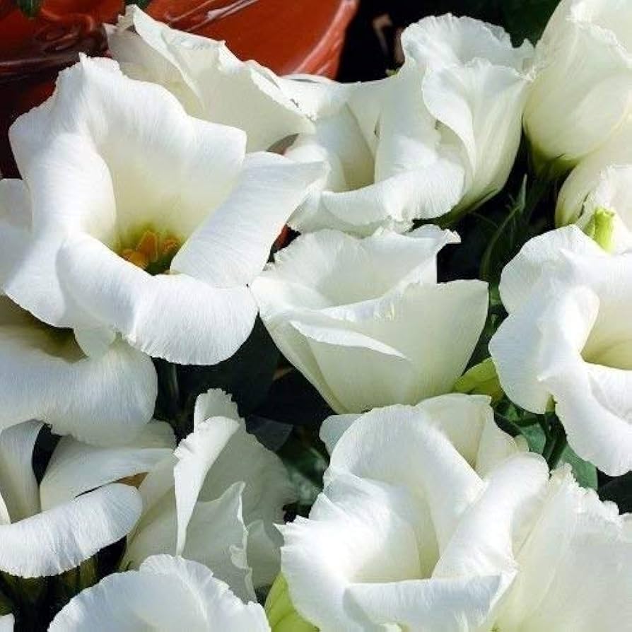 White Lisianthus Logro Flower Seeds for Planting - Heirloom, NON-GMO, Easy to Grow Garden Blooms