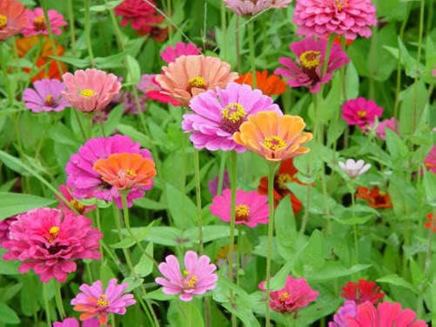 Enkelt kronblad Zinnia Mix Blomsterfrø til udplantning, 100 stk