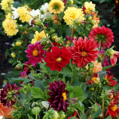 Mixed Color Flower Seeds for Planting - 100 pcs