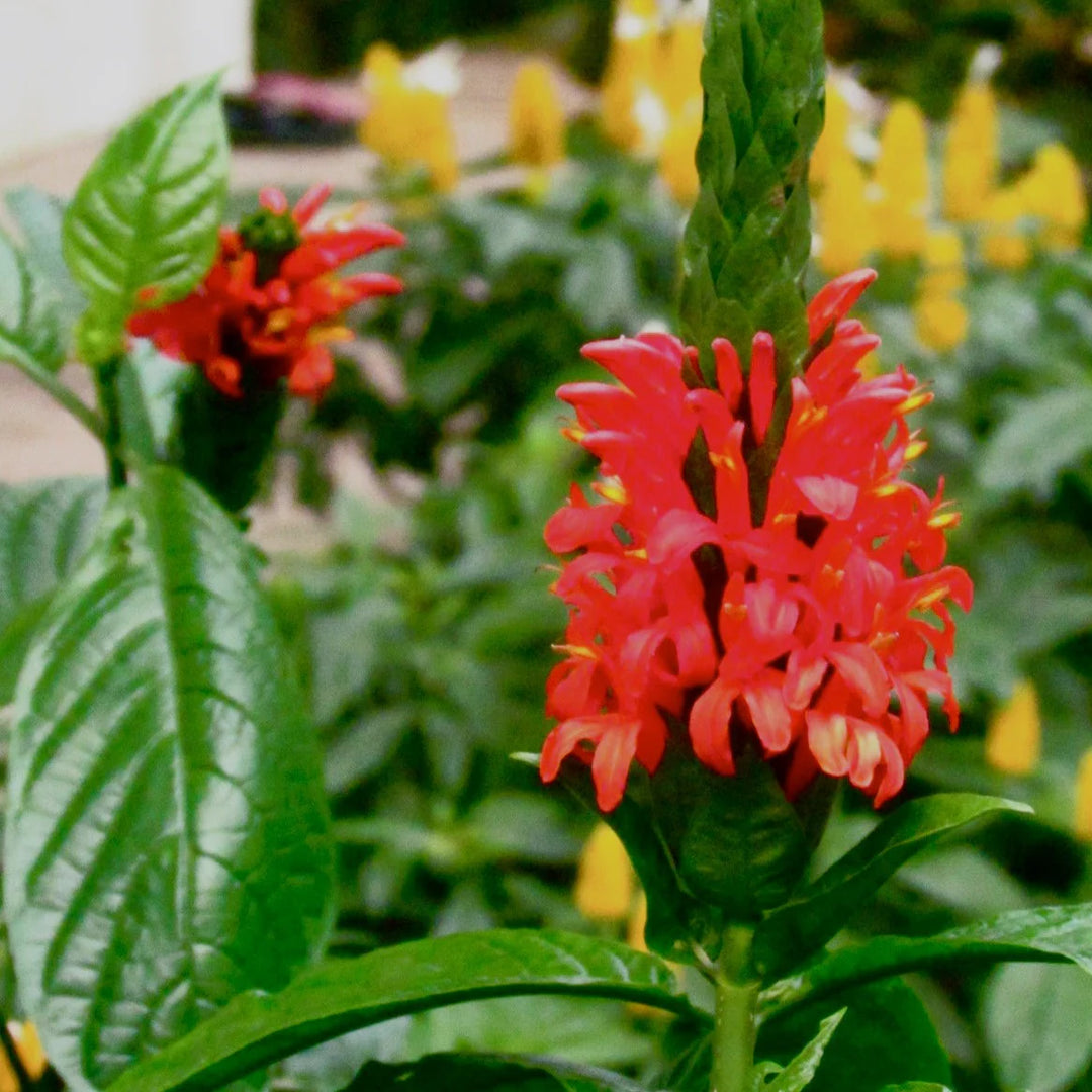 Red Pachystachys Flower Seeds for Planting - 100 pcs