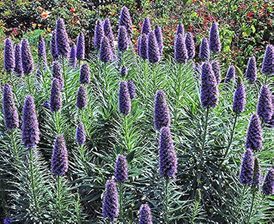 Madeira Blomsterfrø til udplantning, 100 stk