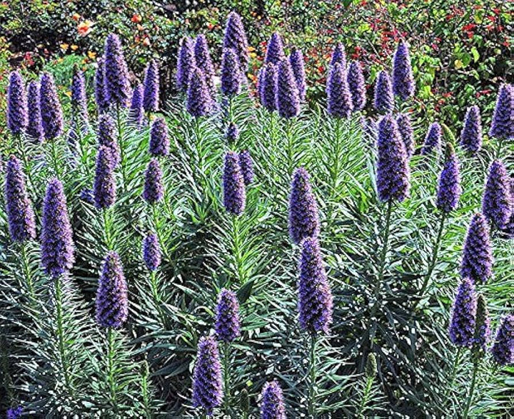 Madeira Flower Seeds for Planting, 100 pcs