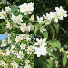 Philadelphus Coronarius Blomsterfrø til udplantning - 100 stk