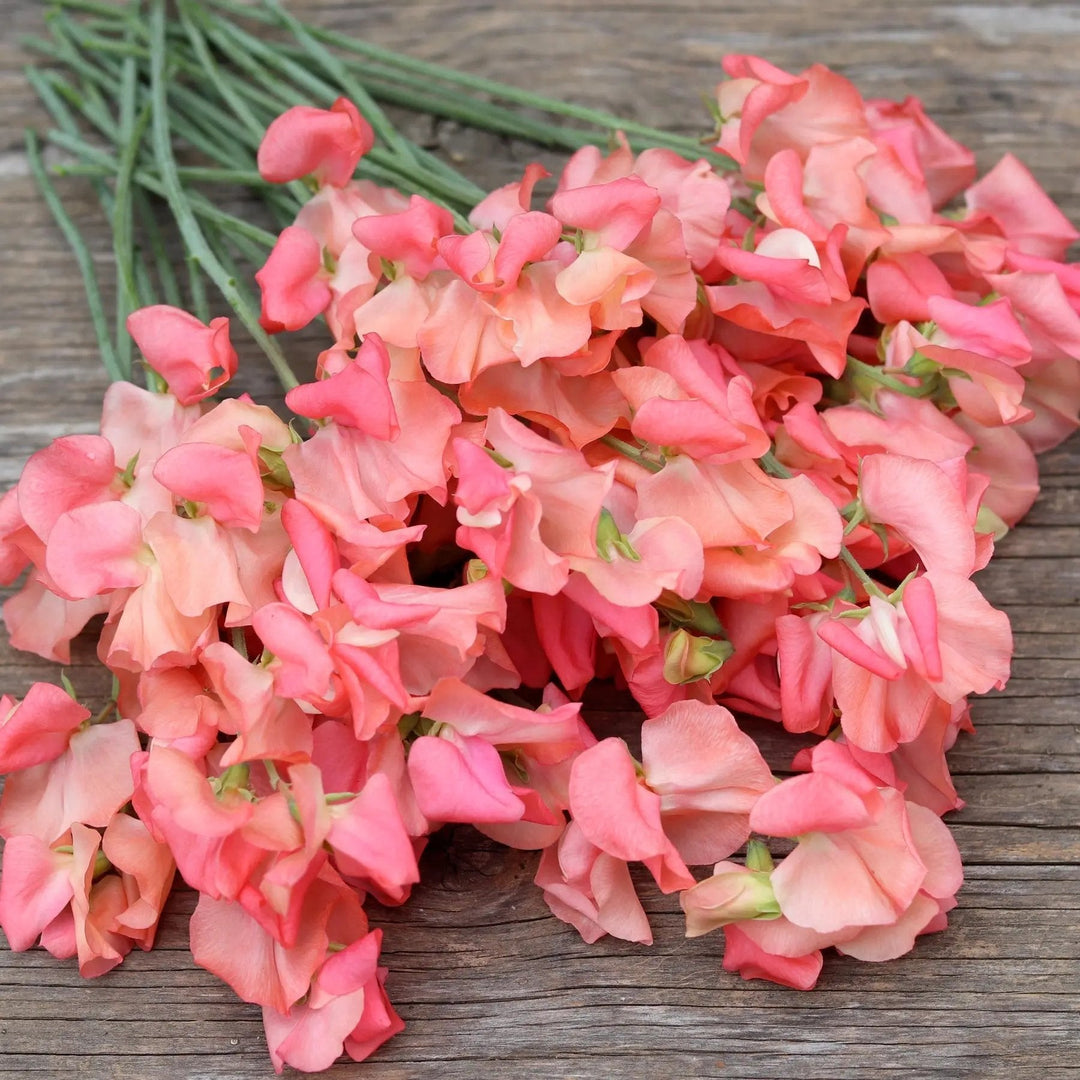 sweet pea flower seeds