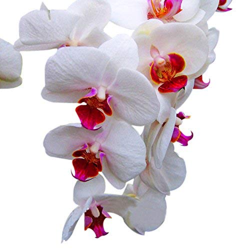 Phalaenopsis Orchid Flower Seeds White Red for Planting 100 pcs