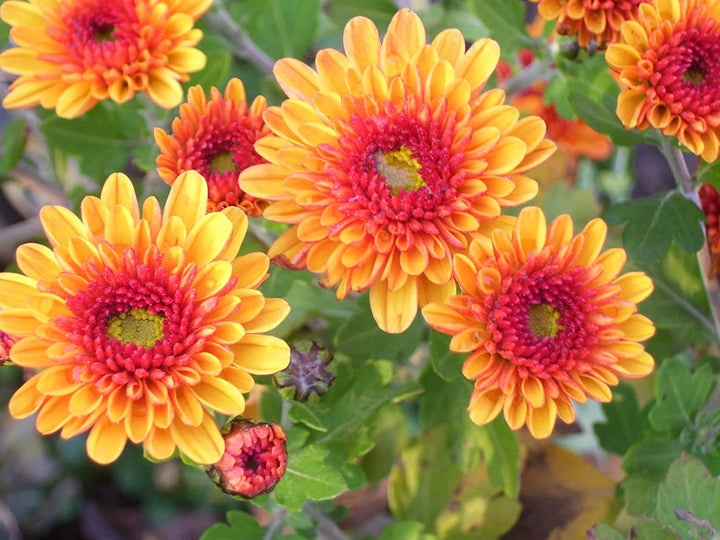 Chrysanthemum Flower Seeds Yellow Red for Planting 100 pcs