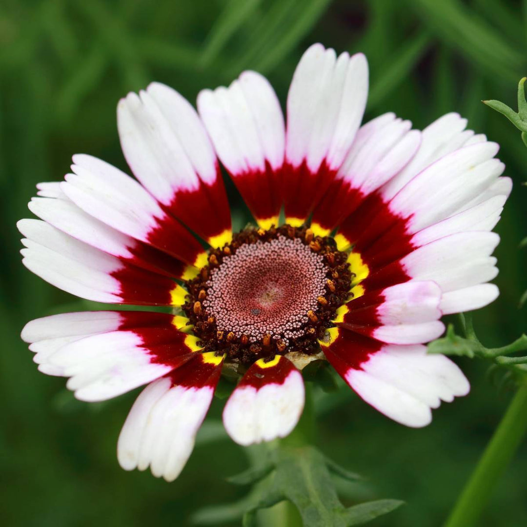 White Red Chrysanthemum Flower Seeds for Planting - 100 pcs