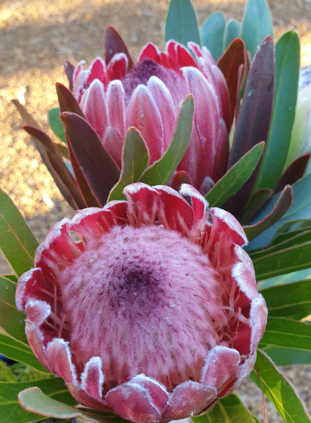 Organic Pink Protea Flower Seeds for Planting – Heirloom, Non-GMO