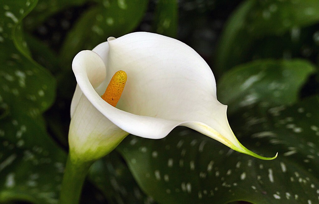 Hvide Zantedeschia Aethiopica blomsterfrø til plantning - 100 stk