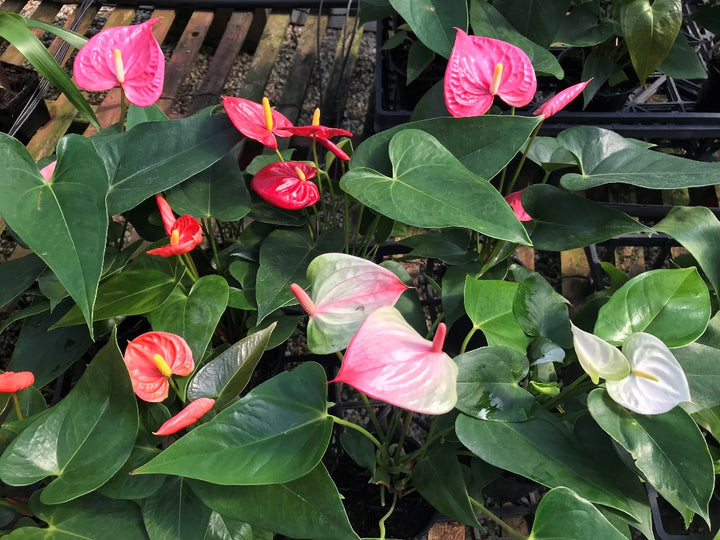 Heirloom Non-GMO Huifang Anthurium Flower Seeds for Planting – Exotic Tropical Blooms