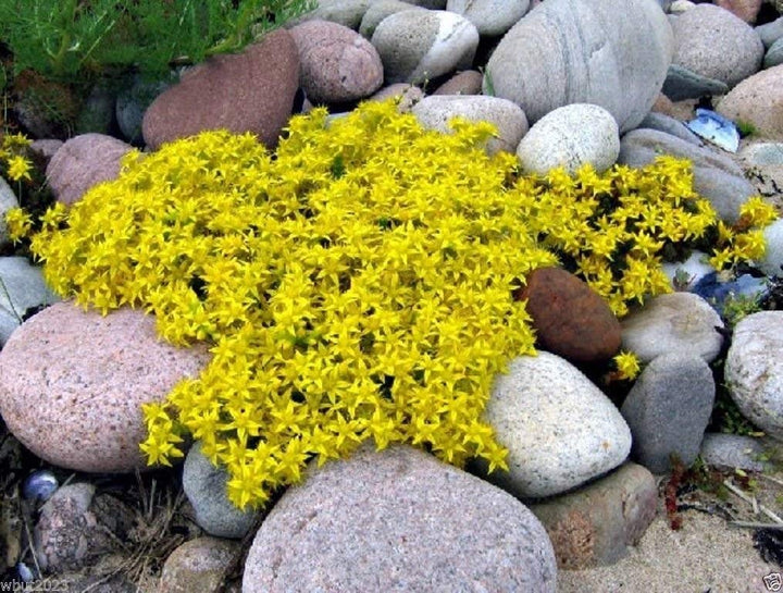 Yellow Sedum Plant Seeds for Planting - 100 pcs