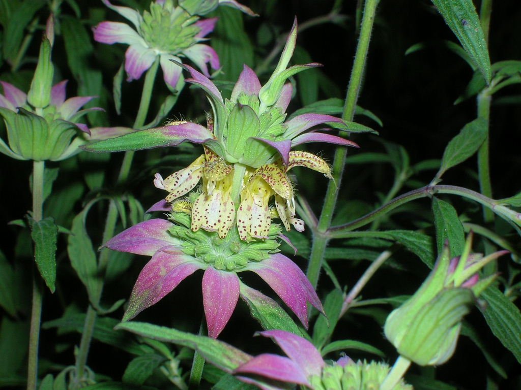 Monarda Punctata Purple Seeds – Organic, Heirloom, Non-GMO Flower Seeds for Planting