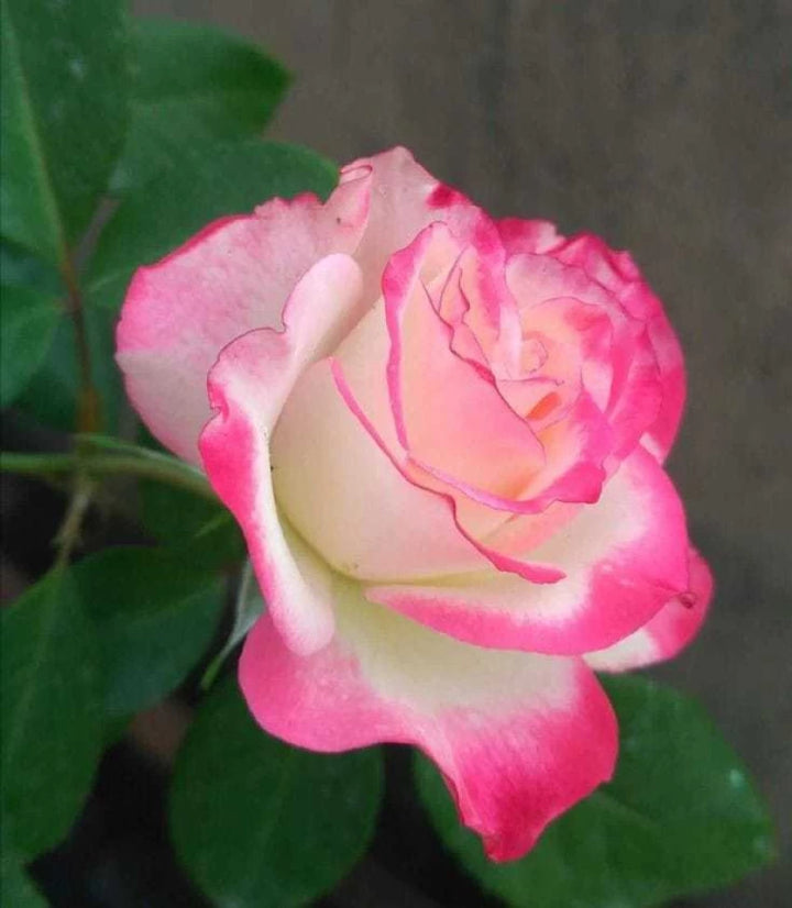Pink & White Rose Heirloom Non-GMO Seeds for Planting – Organic Garden Seeds, High Germination