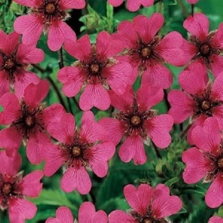 Pink Potentilla Nepalensis blomsterfrø til plantning - 100 stk