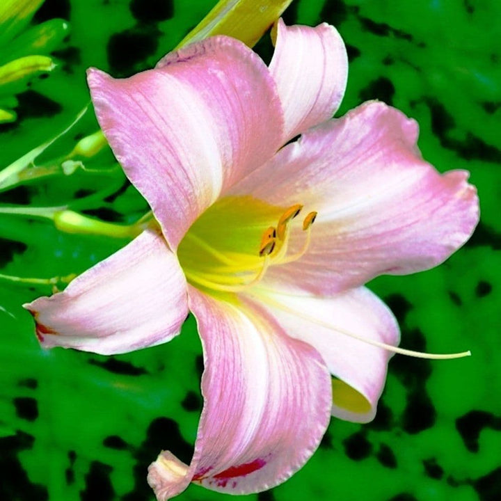 Heirloom Non-GMO Pink White Hemerocallis Flower Seeds for Planting – Vibrant Perennial Blooms