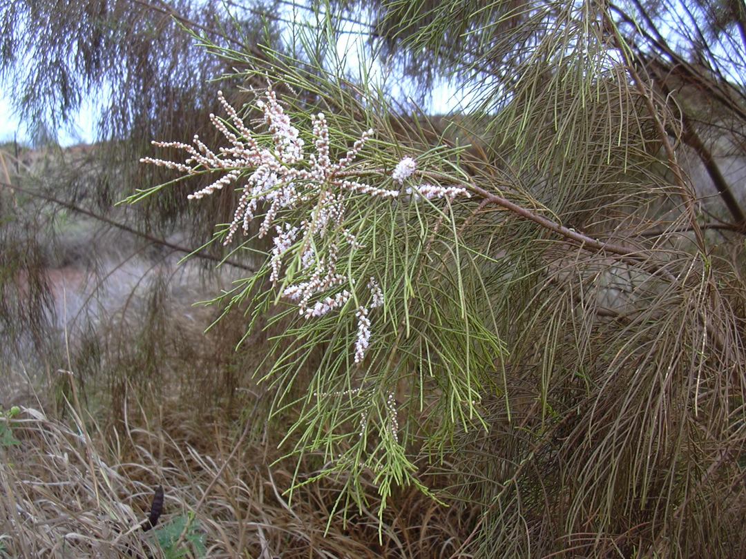 Tamarix Blomsterfrø til udplantning - 100 stk