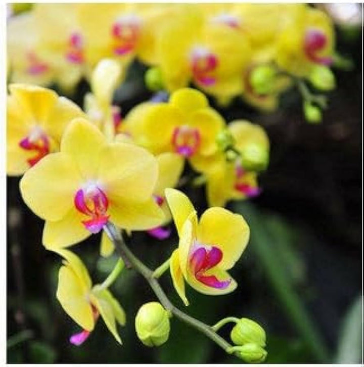 Yellow Pink Phalaenopsis Orchid Seeds for Planting 100 pcs