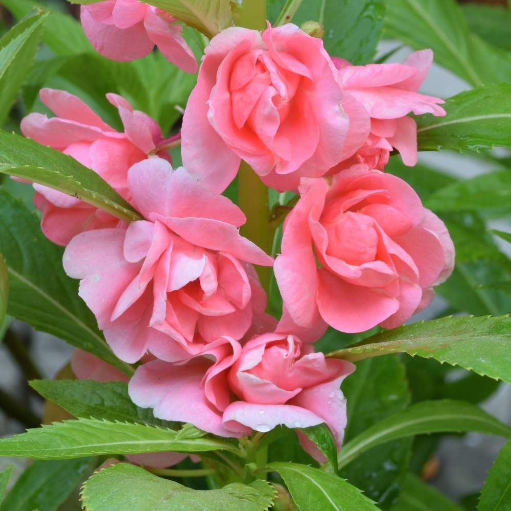Heirloom Non-GMO Pink Balsam Camellia Flower Seeds for Garden Planting – Vibrant Rosy Blooms