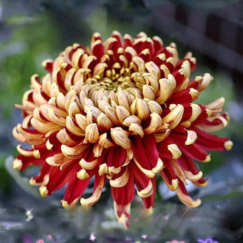 Yellow Red Chrysanthemum Flower Seeds for Planting - 100 pcs