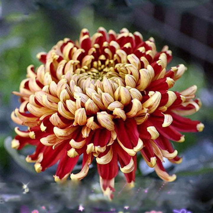 Yellow Red Chrysanthemum Flower Seeds for Planting - 100 pcs