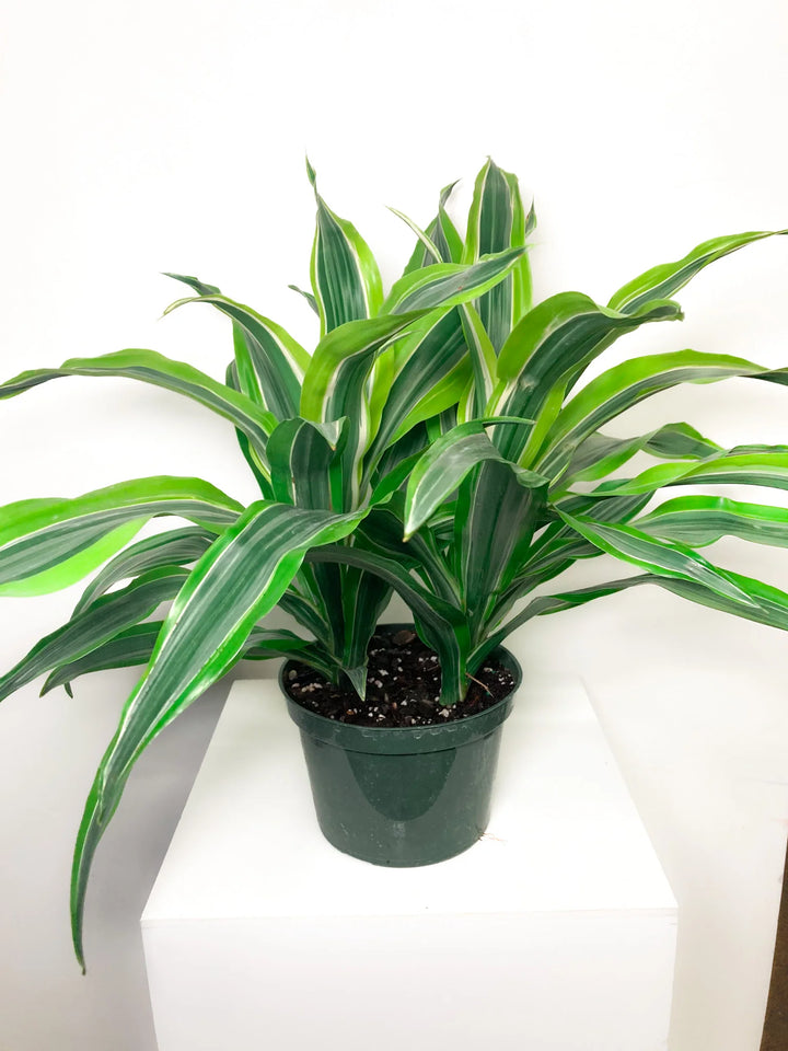 Green Dracaena Fargans Plant Seeds for Planting - 100 pcs