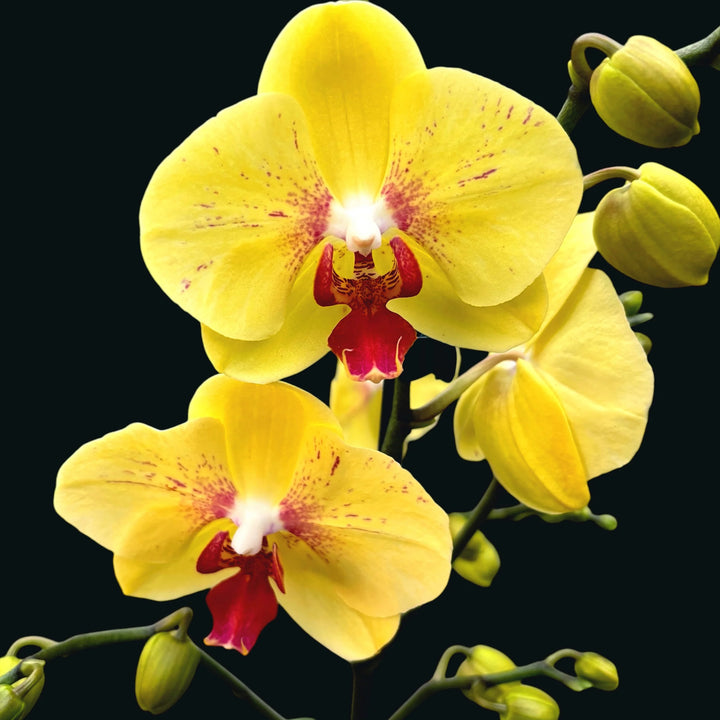 Light Yellow Butterfly Orchids Flower Seeds for Planting, 100 pcs