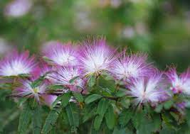 Pink Calliandra Eriophylla plantefrø til plantning - 100 stk