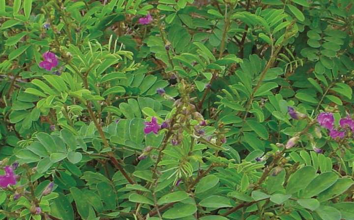 Gødning Blomsterfrø til udplantning - 100 stk