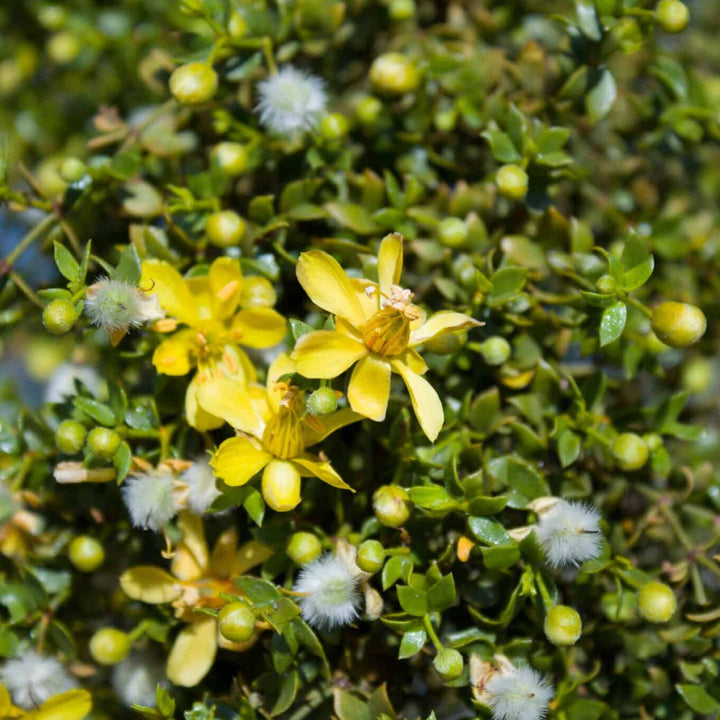 Larrea Tridentata Flower Seeds – Heirloom, Non-GMO, Desert Bloom Seeds for Drought-Tolerant Planting