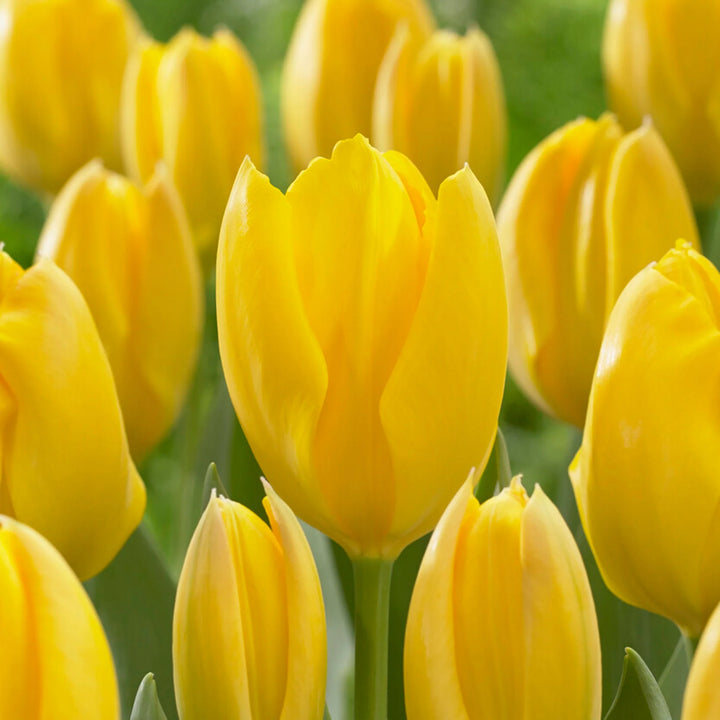 Yellow Tulip Flower Seeds for Planting, Bright Color, 100 pcs