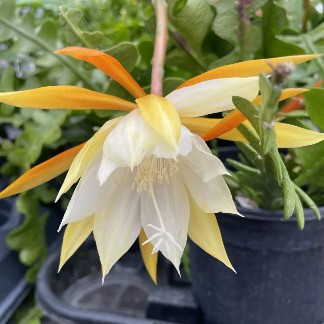 Heirloom Non-GMO Epiphyllum Anguligar Flower Seeds – Exotic Cactus Blooms for Garden Planting