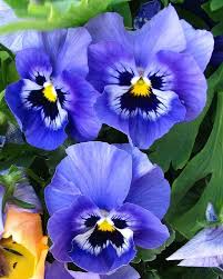 Pansy Blue Flower Seeds for Planting - 100 pcs