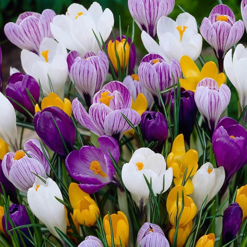 Crocus Flower Seeds Mixed Colors for Planting 100 pcs