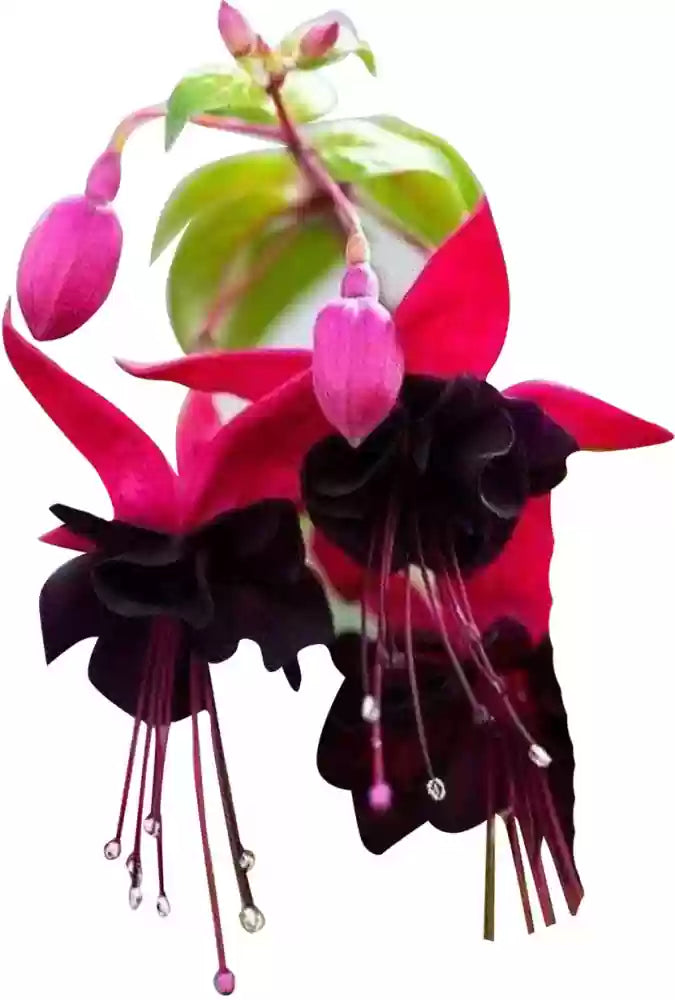 Black Pink Fuchsia Flower Seeds for Planting - 100 pcs