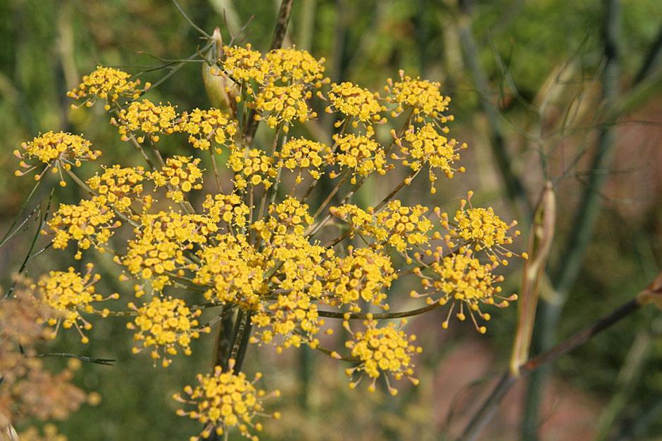 Fennikelblomsterfrø til udplantning 100 stk