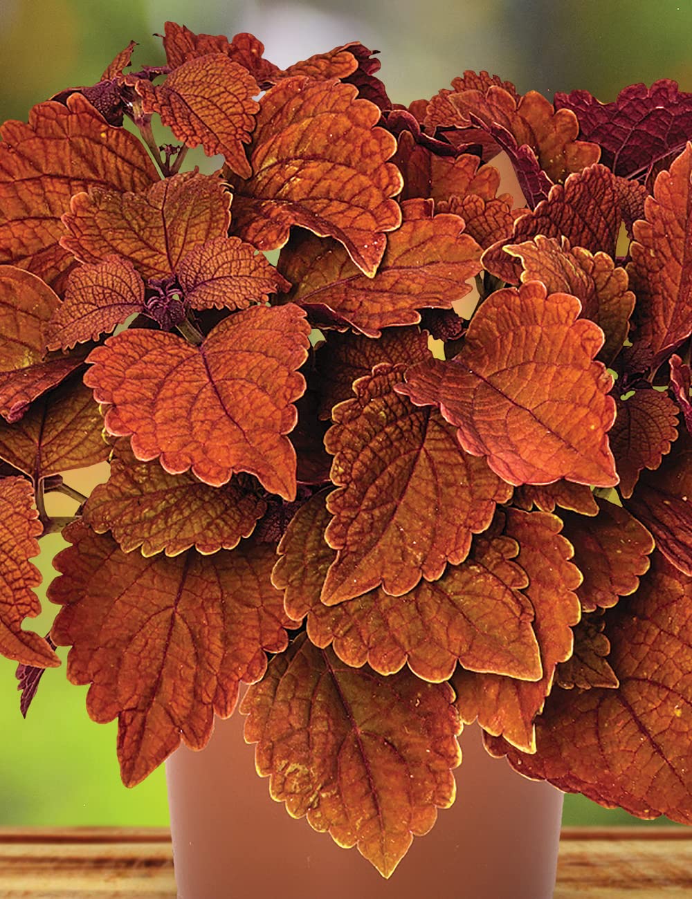 Heirloom Non-GMO Deep Orange Coleus Plant Seeds for Garden Planting – Vibrant Foliage Variety