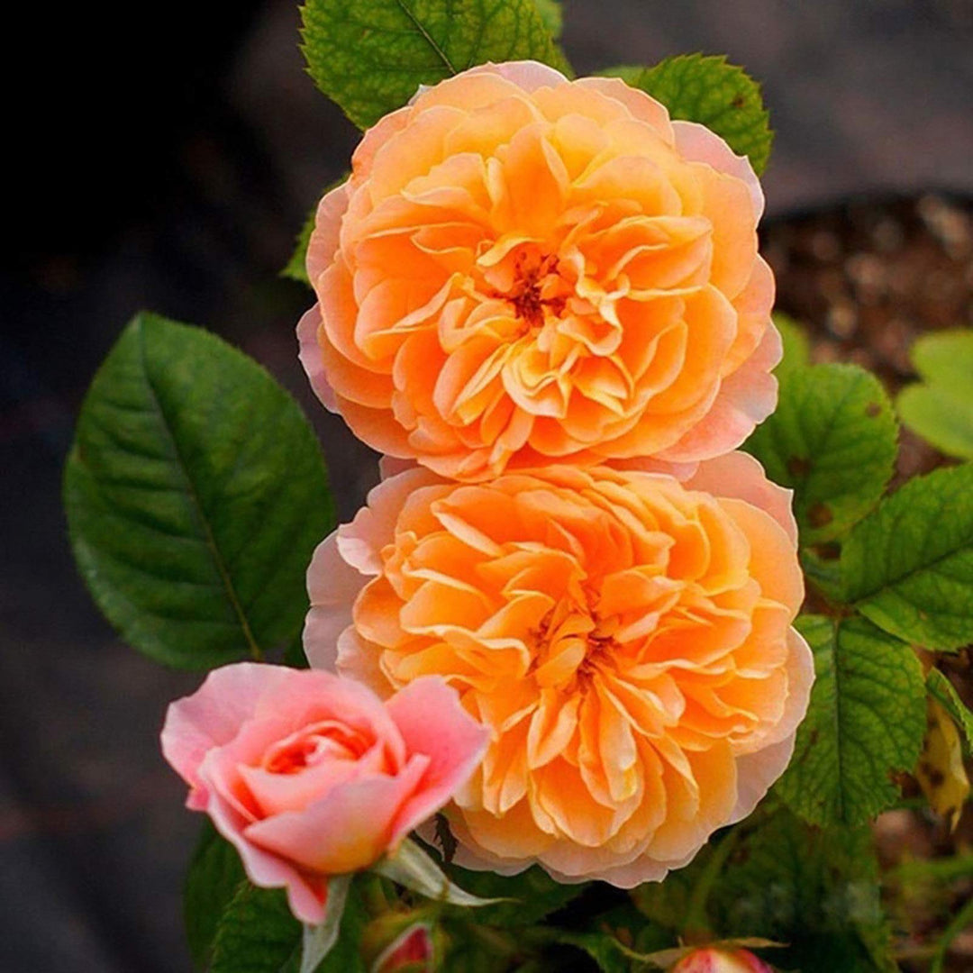 Fuld orange klatrerose blomsterfrø til udplantning, 100 stk