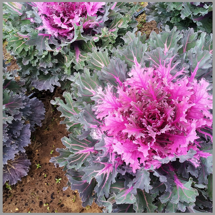 Heirloom Non-GMO Purple Kale Flower Seeds for Edible Ornamental Garden Planting