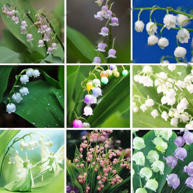 Mixed Bell Orchid Seeds for Planting - 100 pcs