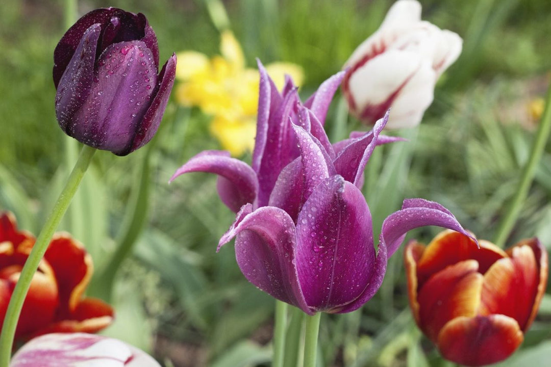 Violet tulipanfrø til plantning - 100 stk