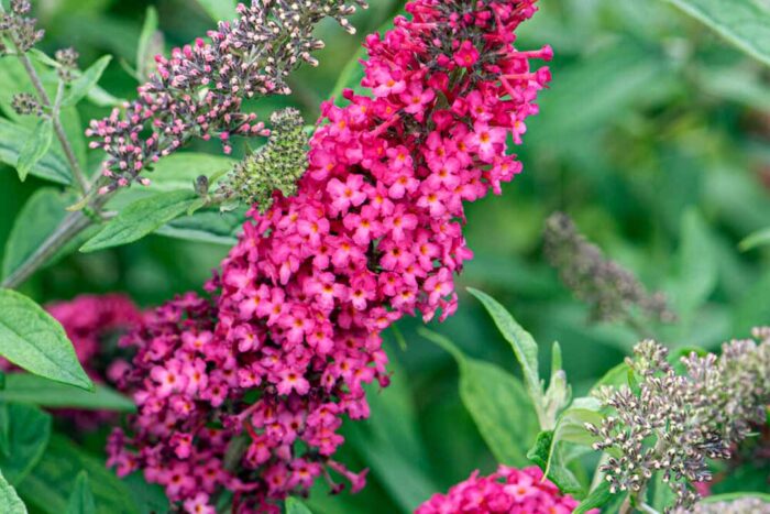 Pink Buddleia Butterfly Bush Flower Seeds for Planting - 100 pcs