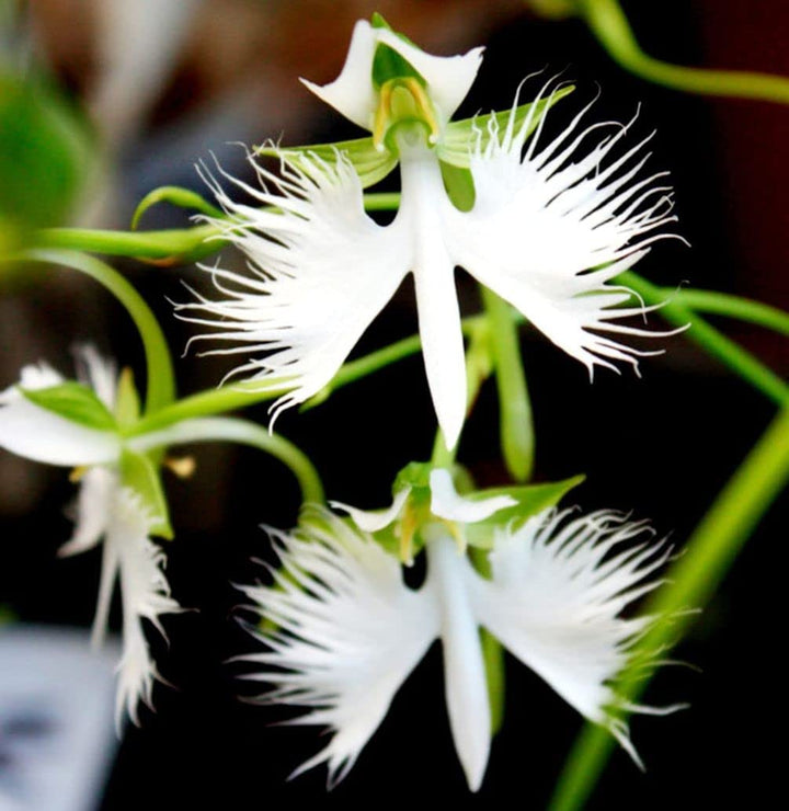 Radiata White Seeds for Planting – Organic, Heirloom, Non-GMO Flower Seeds