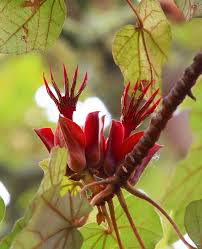 Orange Chiranthodendron Plant Seeds – Heirloom Non-GMO Hand Tree Seeds for Exotic Garden