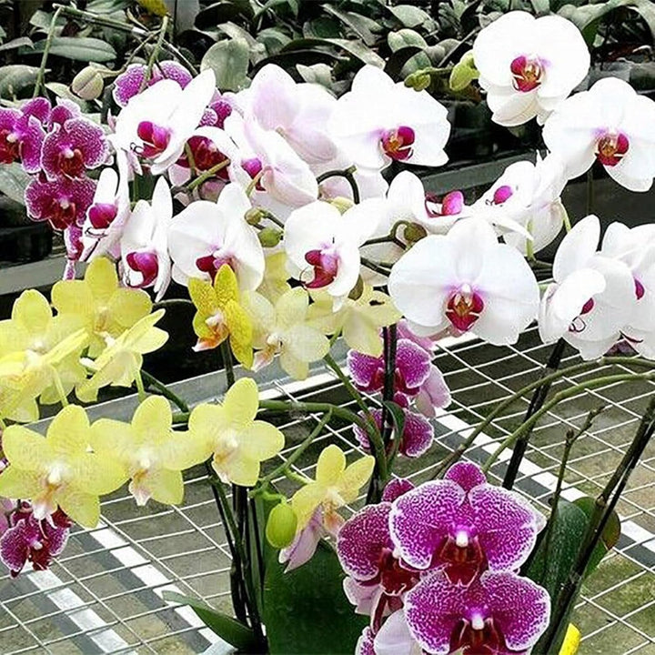 Organic Mixed Phalaenopsis Orchid Flower Seeds for Planting – Heirloom, Non-GMO