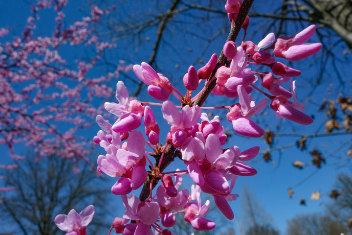 Heirloom Non-GMO Pink Cercis Flower Seeds for Ornamental Garden Planting
