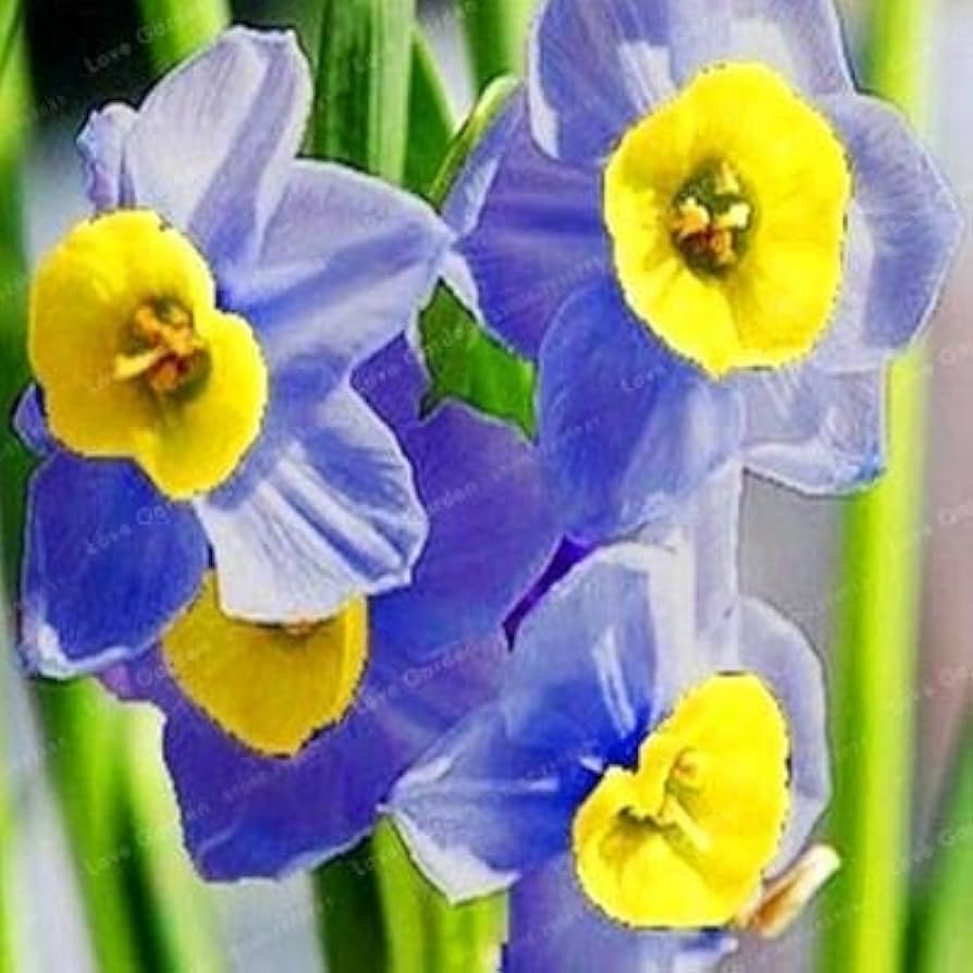 Blue Yellow Daffodils Flower Seeds for Planting - 100 pcs