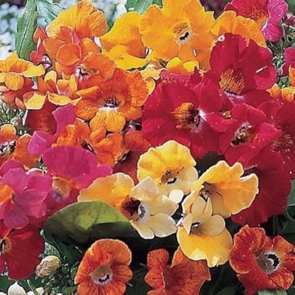 Mixed Nemesia Carnival Flower Seeds for Planting - 100 pcs