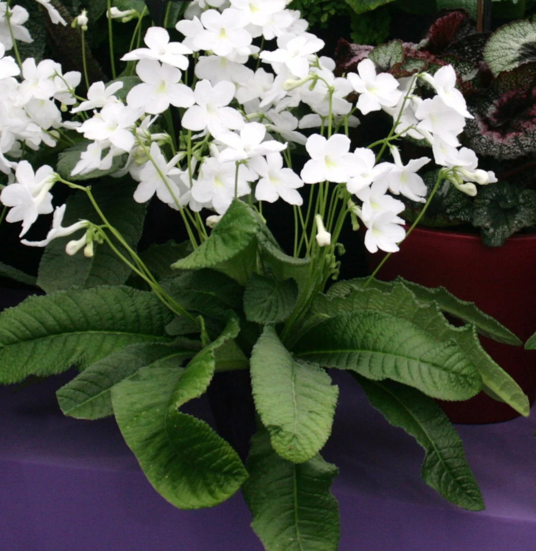 Heirloom Non-GMO Streptocarpus Flower Seeds for Garden Planting – Shade-Loving Vibrant Blooms