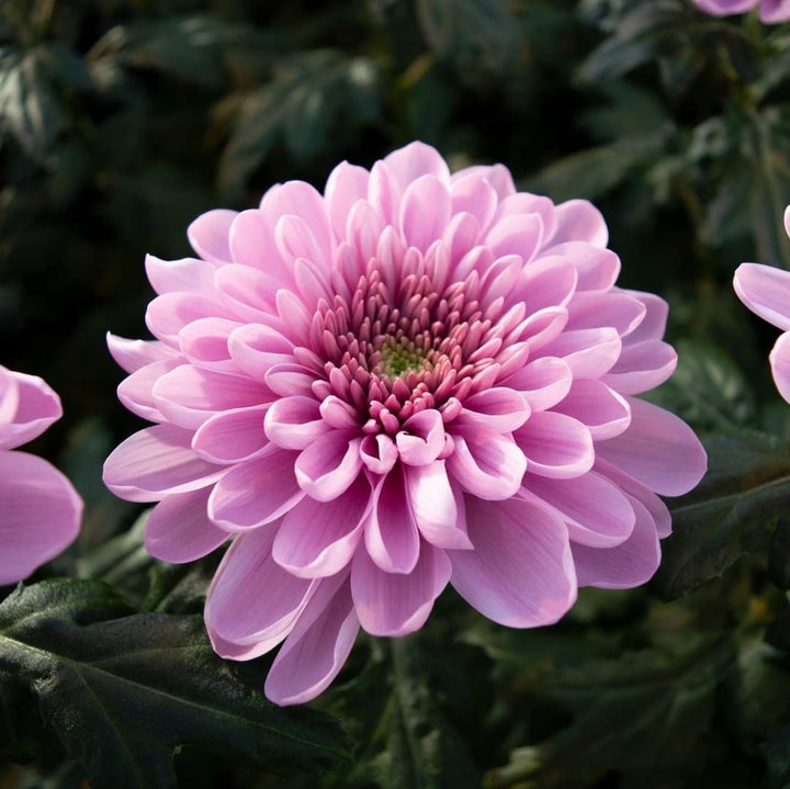 Baby Pink Chrysanthemum Blomsterfrø til udplantning, 100 stk